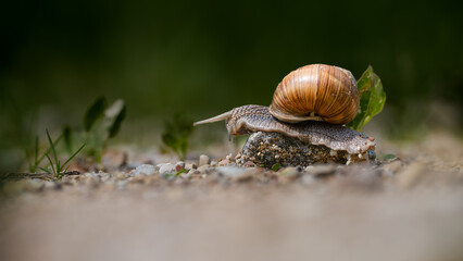 Snail's close-up with blure, green background .Naturte.