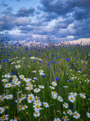 field of daisies habry w zbożu 