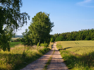 path in the park pomaranian poland r10 road 