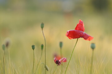 fiore di papavero nel campo in primavera