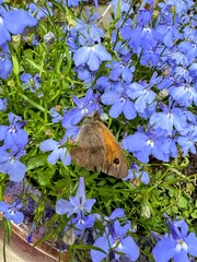 Small heath butterfly on bright blue lobelias