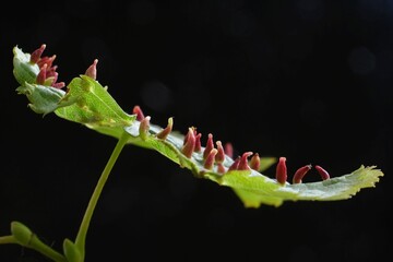 Close up of Eriophyes tiliae on leaves - gall mite that causes the formation of distinctive galls,...