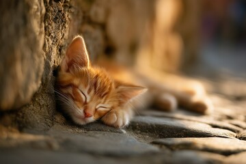 Small orange tabby kitten sleeping peacefully, relaxed pose with paws stretched, fur glowing in soft sunligh