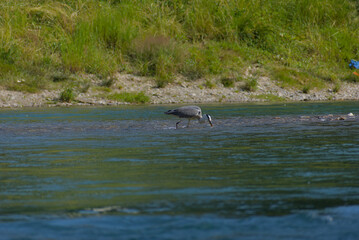 Fototapeta premium Serene grey heron wades calmly in shallow river waters, a peaceful scene of wildlife in its natural habitat, perfect for nature and tranquility themes.