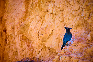 Blue Bird on Rocky Wall in Bryce Canyon National Park Utah Wildlife Nature