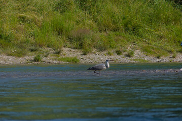 Serene grey heron wades calmly in shallow river waters, a peaceful scene of wildlife in its natural habitat, perfect for nature and tranquility themes.