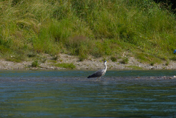 Serene grey heron wades calmly in shallow river waters, a peaceful scene of wildlife in its natural habitat, perfect for nature and tranquility themes.