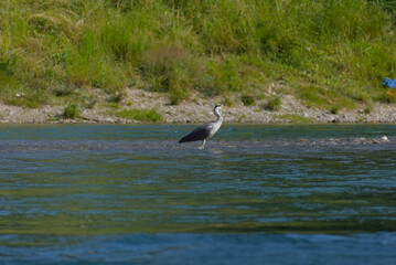 Naklejka premium Serene grey heron wades calmly in shallow river waters, a peaceful scene of wildlife in its natural habitat, perfect for nature and tranquility themes.