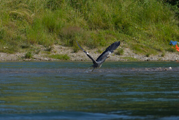 Naklejka premium Serene grey heron wades calmly in shallow river waters, a peaceful scene of wildlife in its natural habitat, perfect for nature and tranquility themes.