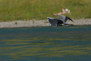 Graceful grey heron soars above shimmering water, a serene moment of wildlife in motion, capturing natural beauty and freedom.