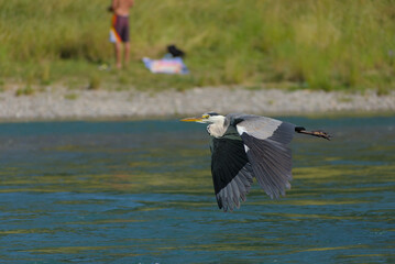 Graceful grey heron soars above shimmering water, a serene moment of wildlife in motion, capturing natural beauty and freedom.