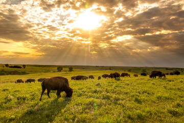 These impressive American Bison wander the Kansas Maxwell Prairie Preserve at Sunrise