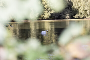 swan through leaves