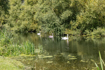 swans on the river