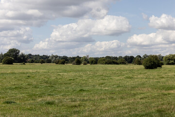 church tower in trees