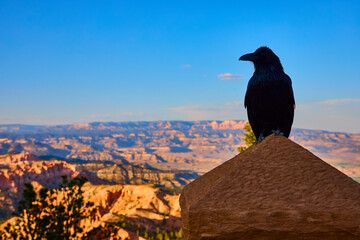 Raven Perched at Bryce Point Overlook with Dramatic Canyon Landscape and Blue Sky