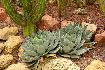 Agawa parryi, duża agawa na piaszczystej rabacie z kaktusami w egzotycznym ogrodzie, Agave parryi, a large agave on a sandy cactus bed in an exotic garden, Grey green, large leaves of Parry's agave