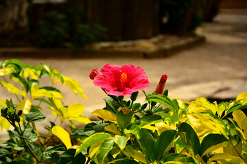 czerwony kwiat ketmii chińskiej na rozmytym tle, czerwona róża chińska, Ketmia, róża chińska, Hibiscus rosa-sinensis, Chinese hibiscus, China rose, Hawaiian hibiscus, rose mallow, shoeblack plant © kateej