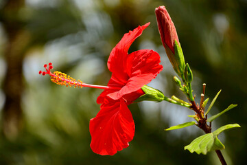 czerwony kwiat ketmii chińskiej na rozmytym tle, czerwona róża chińska, Ketmia, róża chińska, Hibiscus rosa-sinensis, Chinese hibiscus, China rose, Hawaiian hibiscus, rose mallow, shoeblack plant © kateej
