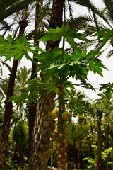 dojrzewajacy owoc papai rosnący na drzewie, papaja, Melonowiec właściwy, owoce papai, Carica papaya,  papaya, papaw, pawpaw, papaya fruit  © kateej