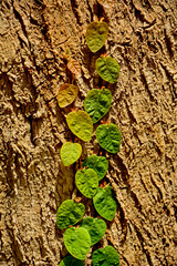 Ficus pumila, figowiec pnący rosnący na powierzchni drzewa, fikus pnący w naturze, Ficus pumila growing on the surface the trees, wild ficus pumila, climbing or creeping fig