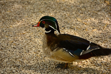 samiec cyraneczki, Cyraneczka zwyczajna, kolorowy ptak, mała, kolorowa kaczka, cyraneczka, Anas...