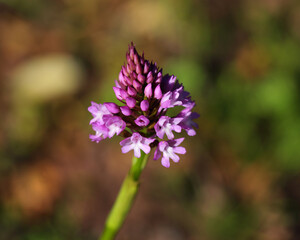 Pyramidal orchid - Anacamptis pyramidalis growing in nature. Oeiras, Portugal. Orchidaceae family.	