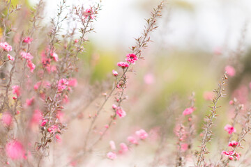 Pink Flowers in the Garden