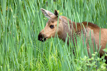Western moose Alces alces andersoni calf deep in the reeds not far from mom
