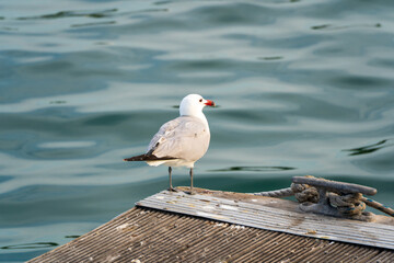 Gaviota parada en el puerto 