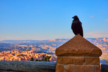 Raven Perched on Stone Pillar Overlooking Bryce Canyon National Park Landscape
