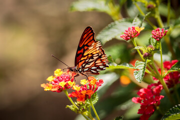 Papillon sur fleurs pris en Équateur province de  Napo.