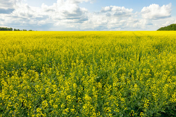 Picturesque flowering rapeseed field with trees. Agriculture, biotechnology, fuel, food industry,...