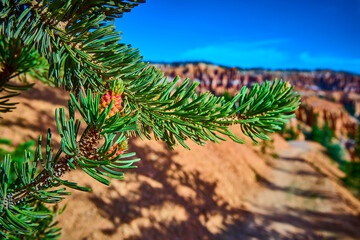 Pine Branch Close Up with Bryce Canyon Trail and Hoodoos in Sunlight