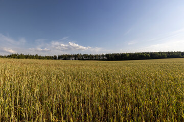 production of agricultural rye plants in eastern Europe during sunset