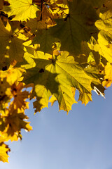 maple foliage against the sky, autumn maple foliage changing color in Indian summer in sunny weather