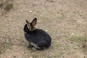 A black rabbit in a yard with lots of holes and holes, one small black rabbit on the ground in a yard without grass