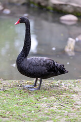 A lone black swan stands on the shore, one bird is a swan with rare black feathers and a red beak