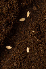 planting cucumber seeds in soil with peat , land mixed with peat in which cucumber seeds are planted closeup