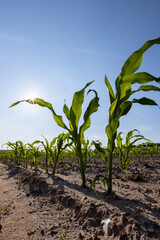 corn on fertile soil , a field with green corn sprouts against a blue sky