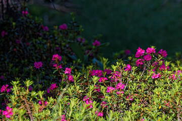 A bush of Rhododendron on a dark background