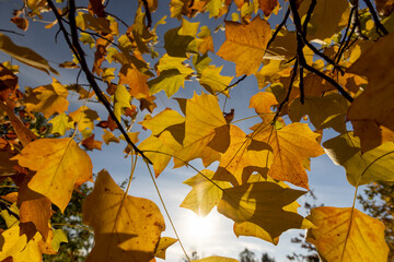 yellow tulip tree against a blue sky background autumn foliage of a tulip tree in Indian summer in...