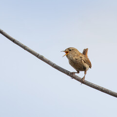 Jenny Wren singing her song, perched in Stakeford Northumberland June 2025