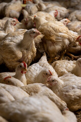adult fat chickens in a poultry farm without cages