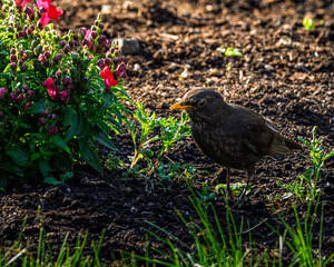Female Blackbird foraging for food, Stakeford Northumberland June 2025
