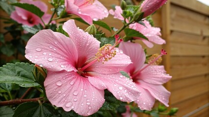 Pink magnolia flowers blooming in spring garden with soft petals and natural beauty