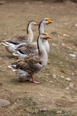 Obraz premium a group of grey geese on the ground near the shore, three adult swans with grey and white feathers on the shore of a small lake