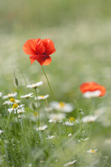 Kwiaty polne, czerwone maki, letnia polana, kolor - czerwień, efekt bokeh. Tło kwiatowe lub ozdoba, dekoracja, tapeta do projektu