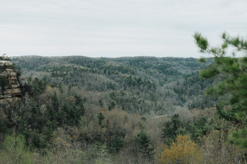 Panoramic view of a forested sandstone canyon ridge with mixed evergreen and deciduous trees under...