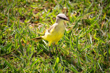  Suiriri-cavaleiro (Machetornis rixosa). Ave